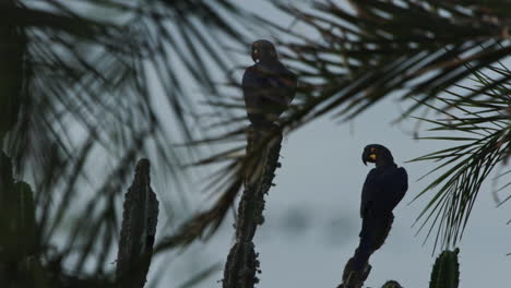 Especies-En-Peligro-De-Extinción-Guacamayos-De-Lear-Sentados-En-Cactus-De-Caatinga-Brasil