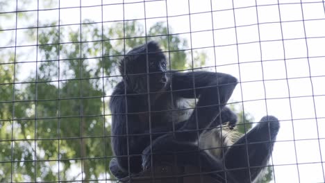 mono macaco peludo rascándose la espalda sentado detrás de una cerca de malla de alambre del zoológico
