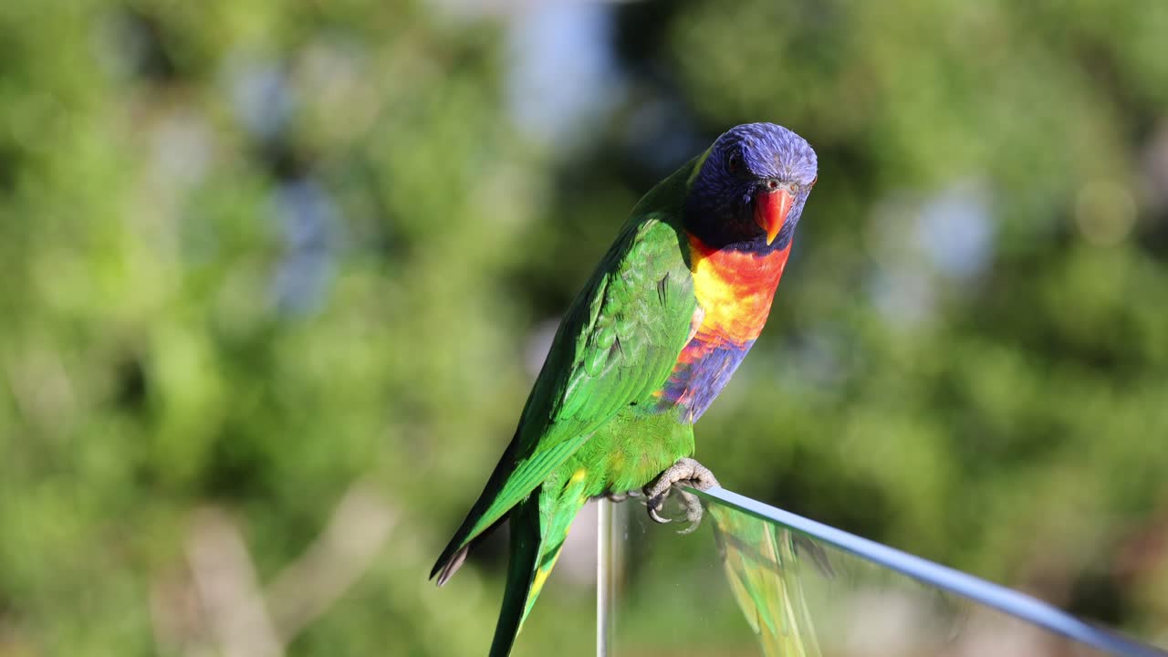 와이어 위에 서서 움직이는 활기찬 무새