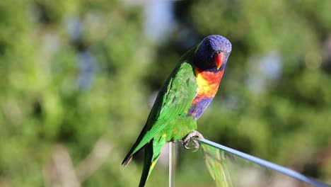 loro vibrante sentado y moviéndose en el alambre