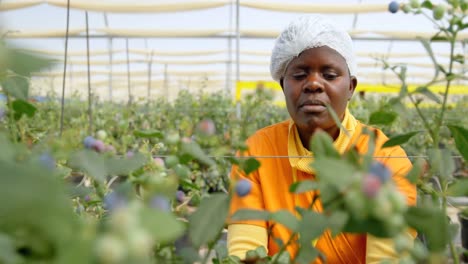 Worker-working-in-blueberry-farm-4k