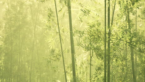 green bamboo in the fog with stems and leaves