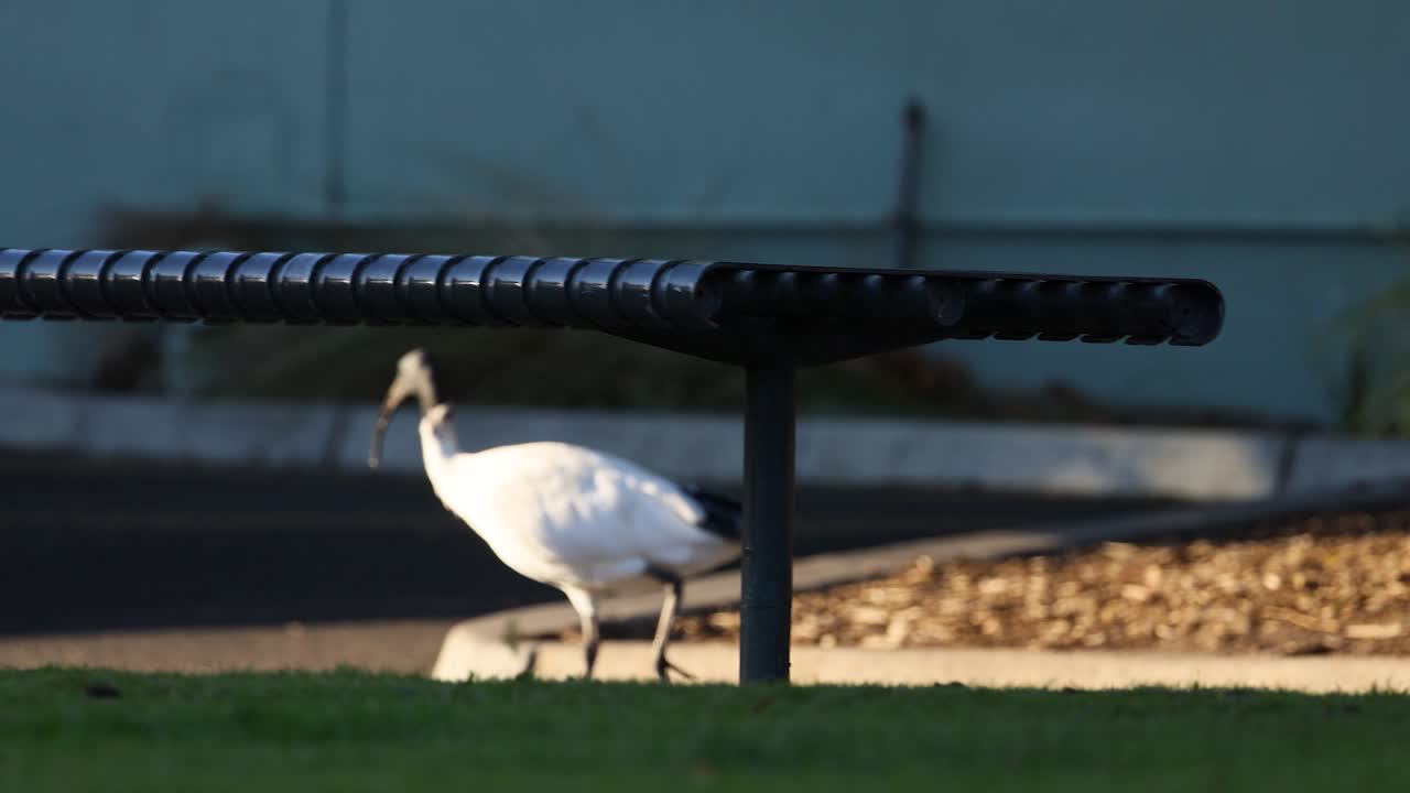 이비스가 벤치 근처에서 고 상호 작용하고 있습니다.