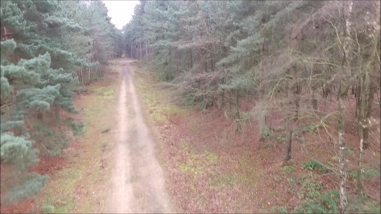 A drone flying around just one of the thousands of forests of the United Kingdom.