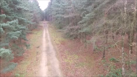 a drone flying around just one of the thousands of forests of the united kingdom.