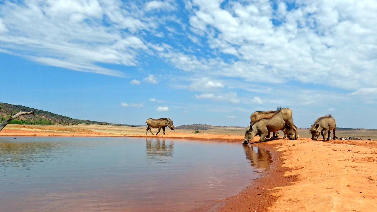 Facoceros comuns bebem água em um bebedouro em um dia quente de verão africano.