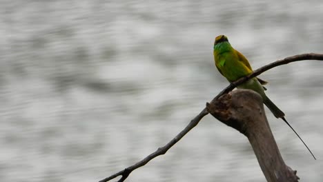 A-long-tailed-sylph-Hummingbird-hitting-his-nose-to-tree-branch-in-the-river