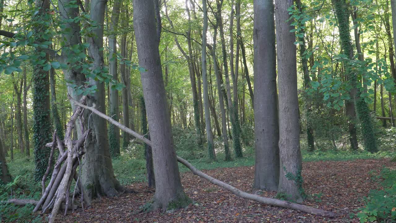 Close up view of some tree trunks, tree tops and the forrest floor, with some sun rays crossing the tree to illuminate. 4K, 30 fps. steady camera