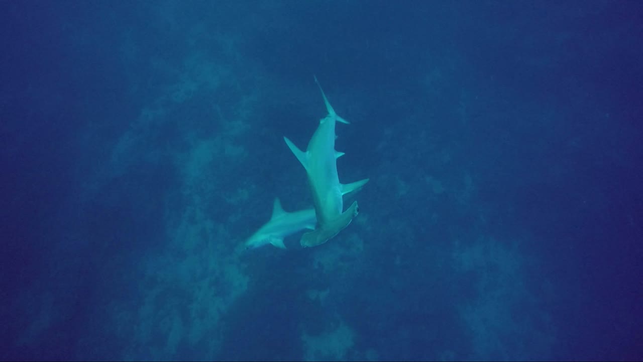2 tiburones martillo juntos nadando hacia la cámara