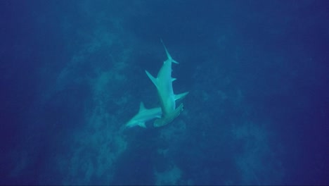 2 hammerhead sharks together swimming towards camera