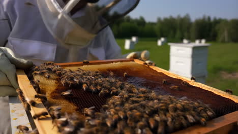 a beekeeper inspects a frame full of bees and honey in an apiary