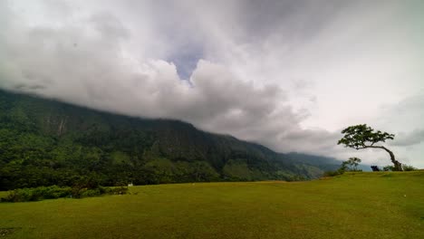 cloud-covered mountains overlooking a grassy field with a solitary tree