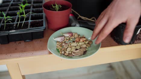 Various-Dried-Vegetable-Seeds-For-Planting.-closeup-shot