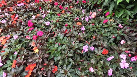 flores vibrantes en un jardín exuberante