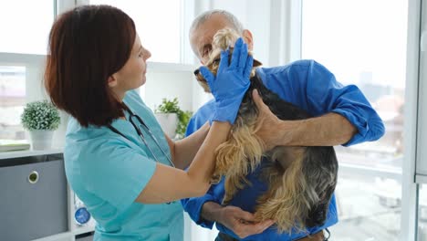 woman vet examining yorkshire terrier dog