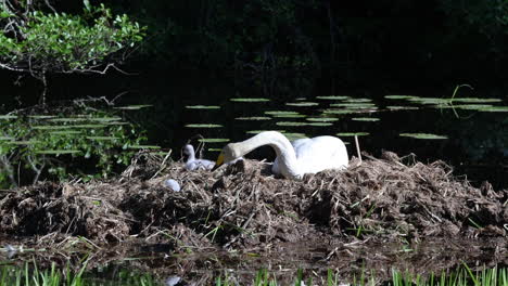 Cisne-Hembra-Cuidando-A-Su-Familia-En-Un-Lago,-En-La-Soleada-Escandinavia