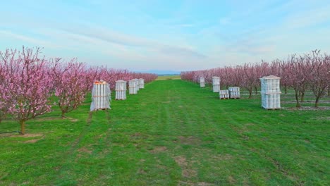 fire pots for cold weather protection at the apricot orchard trees