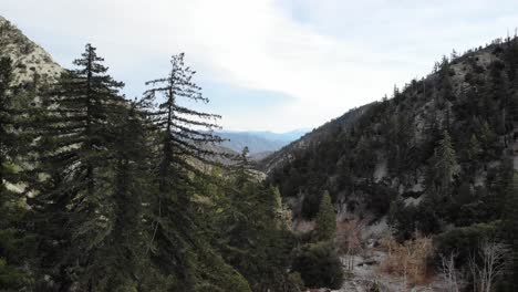 Aerial-drone-shot-through-green-forest-trees-and-canyons-in-the-San-Gabriel-mountains-of-southern-California