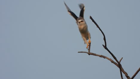 Eagle-in-tree-and-wings-