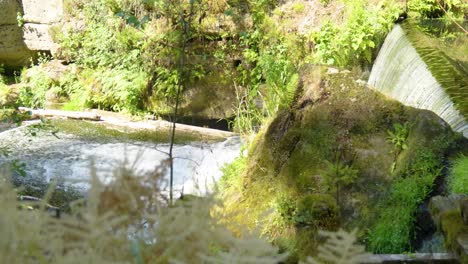 forest waterfall scene