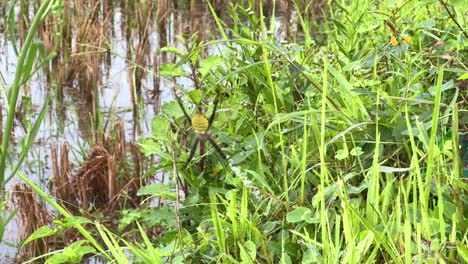 macro shot of a garden spider in its natural habitat, calmly hanging on its web with blurred swampy background
