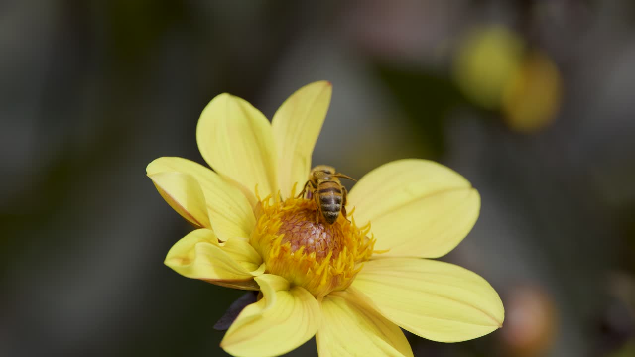 A honey bee collects pollen from a yellow daisy wildflower in natural daylight, with close-up shots and shallow depth of field highlighting pollination