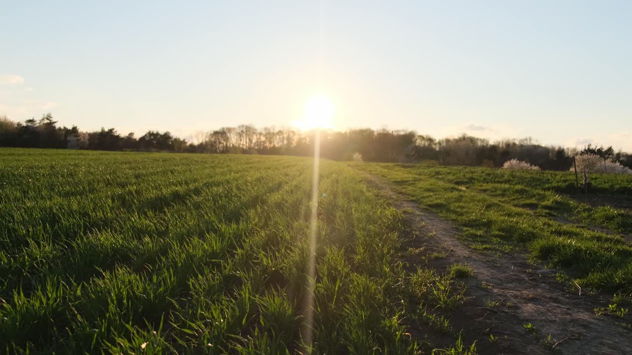 wheat crop ripens in the sun