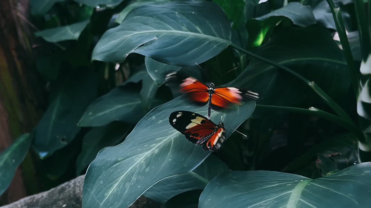 mariposas en hojas tropicales