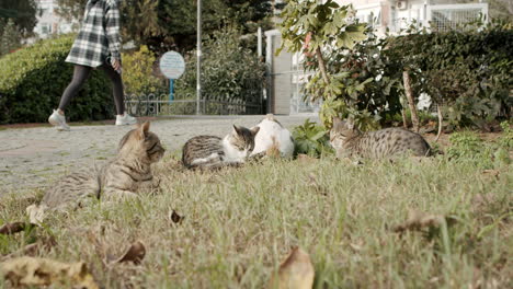 Group-of-Cats-Lying-on-Grassfield,-Enjoying-Sunshine,-Cuddling-and-Walking-while-People-Passing-by-in-slowmo