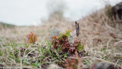 Primer-Plano-De-Pasto-Y-Plantas-Que-Crecen-En-La-Granja.