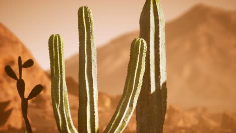 Atardecer-En-El-Desierto-De-Arizona-Con-Cactus-Saguaro-Gigante