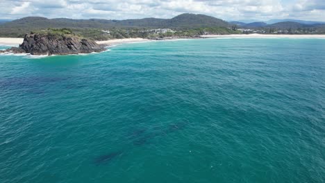 Manada-De-Ballenas-Jorobadas-En-La-Playa-De-Cabarita-En-Nueva-Gales-Del-Sur,-Australia---Toma-Aérea