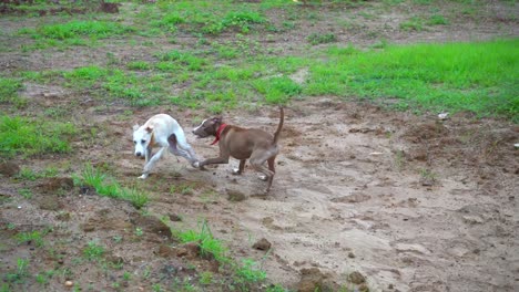 Pelea-De-Perros-En-La-Hierba-Mordiendo-Las-Piernas-A-Cámara-Lenta