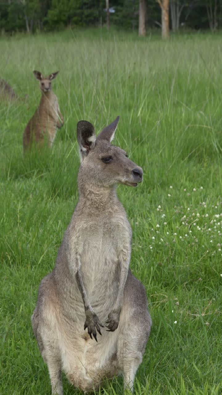 Eastern Grey Kangaroo Chewing Grass - Vertical Shot