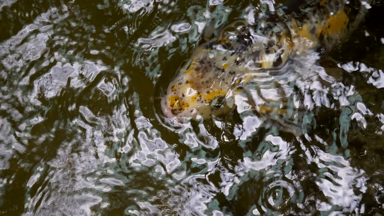 코이 연못 근접