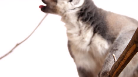 Close-up-lemur-eating-on-white-background