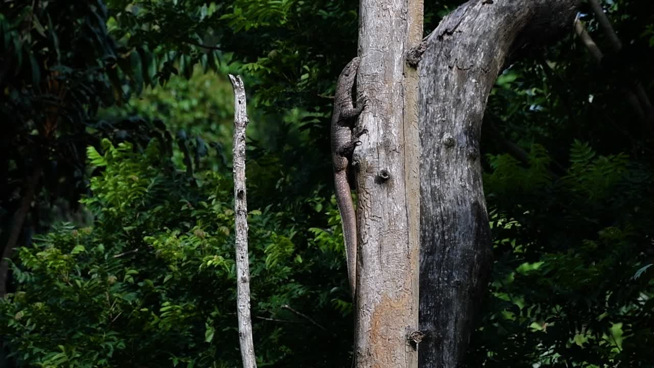 el lagarto monitor nublado se encuentra en tailandia y otros países de asia
