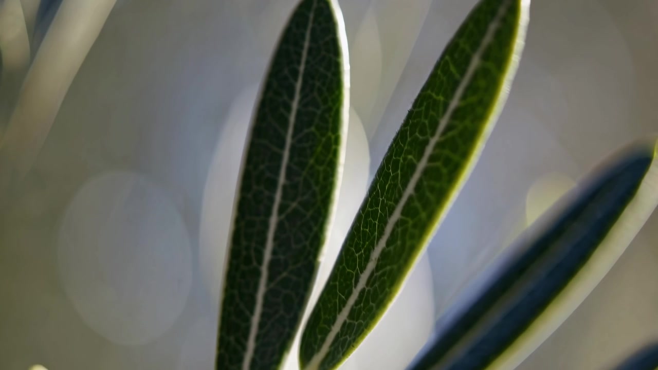 Extrem närbild av olivträdslöv med mjuk bokeh-bakgrund