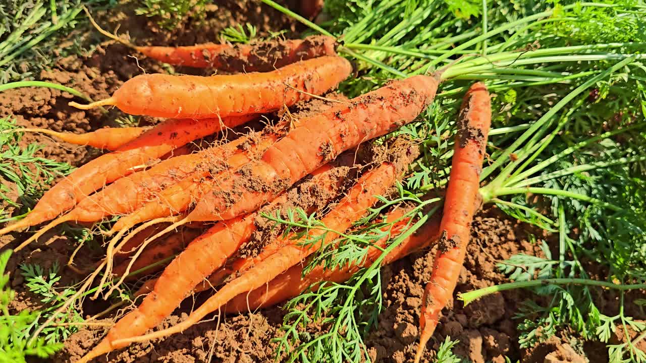 Primer plano de un manojo de zanahorias recién cosechadas con tierra y hojas verdes sobre el suelo bajo la luz del sol