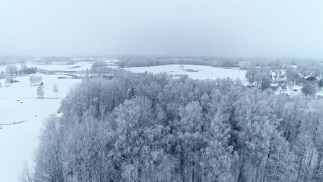 luftaufnahme über schneebedeckten fichten und kiefern mit blick auf die winterlich weiß bedeckte landschaft