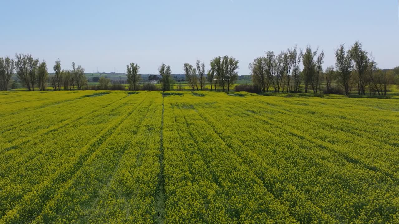Slow-motion frontal drone flight over a rapeseed field with vivid yellow flowers, a tree line at the end separating other fields, and a bright blue sky in a beautiful sunny afternoon.