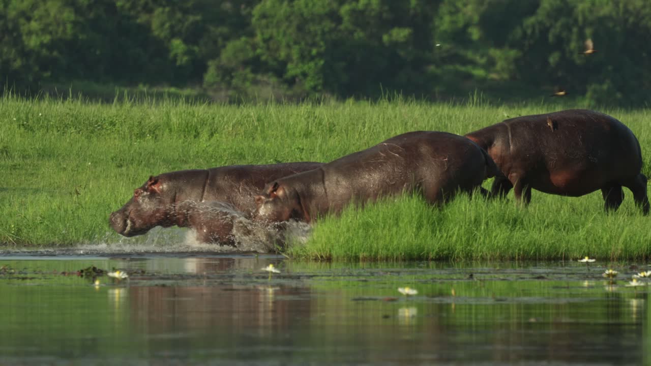 Panning shot of a group of hippos running into the water. Filmed while on a boat cruise on the river, Chobe National Park