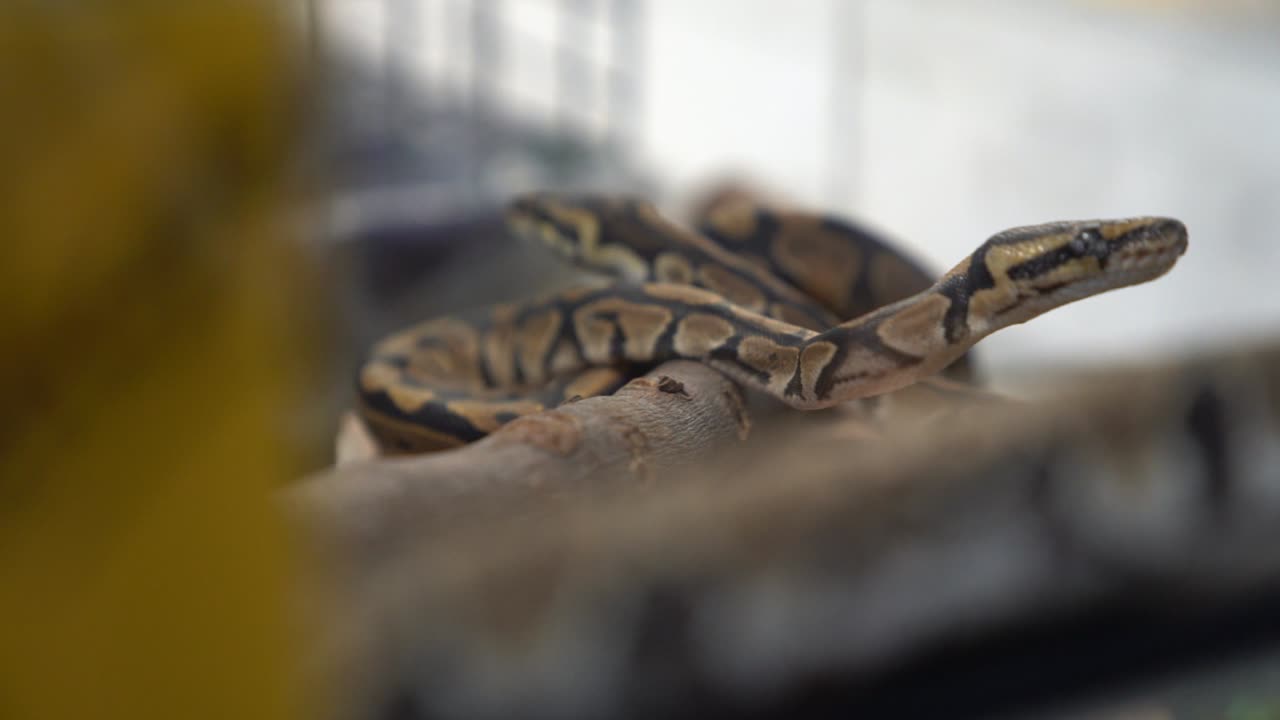 a slow motion snakes on a little piece of bark in a glass cage with a vanished effect on the background