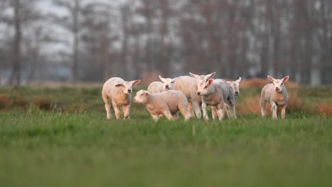 Schar-Fröhlicher,-Energischer-Lämmer-Rennt-Und-Springt-Auf-Idyllischer-Hofwiese