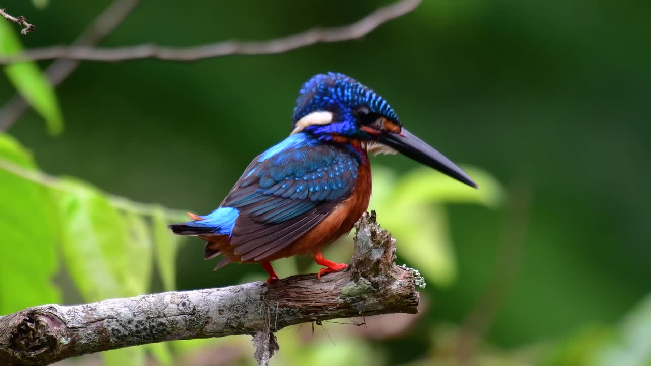 el martín pescador de orejas azules es un pequeño martín pescador que se encuentra en tailandia y es buscado por los fotógrafos de aves debido a sus hermosas orejas azules, ya que es una pequeña, linda y esponjosa bola de plumas azules de un pájaro
