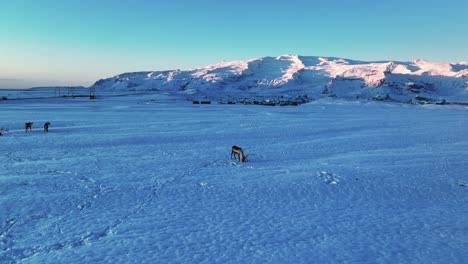 reindeers on a glacier in southern iceland