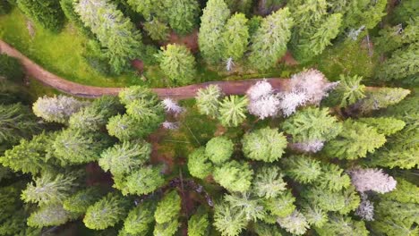 aerial view of the forest path