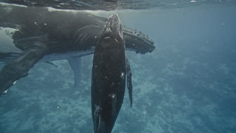 historia del nacimiento submarino de un recién nacido becerro de ballena en el reino de tonga