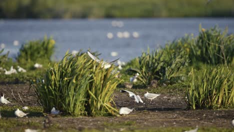 Two-Black-Headed-Gulls-Flying,-Landing-on-Wetland,-High-Winds,-Breeding-Colony,-Lake,-Slow-Motion