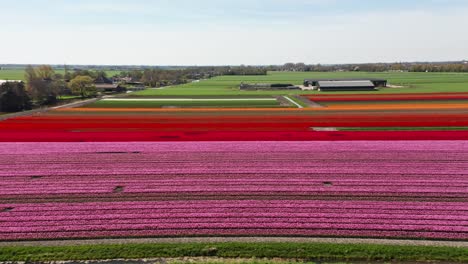alto abajo de un gran campo de tulipanes en los países bajos